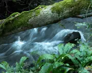 The Symphony of the River: Finding Mindfulness in Somerset's Water Music