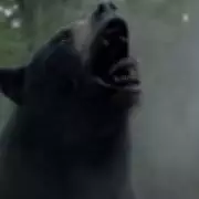 The True Story of Cocaine Bear: How a Black Bear Died from 40 Kilos of Cocaine