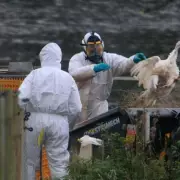 Third Nottinghamshire Farm Hit by Bird Flu, 3km Protection Zone Enforced