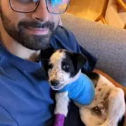 Three-Legged Puppy Oreo Seeks UK Home After Life-Changing Accident