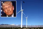 Trump's Wind Turbine Rant Misidentifies Bird Species in Social Media Posts