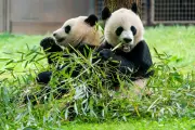 Two Men Detained in China Over Fake Panda Mating Claim