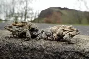 Two Million Toads Safely Guided Across UK Roads by Dedicated Volunteers