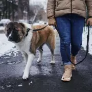 UK Dog Owners Alert: Hidden Winter Dangers as Snow and Ice Hit
