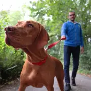 UK Dog Owners Face £1,000 Fines for Breaching PSPO Rules