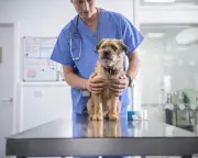 UK Government Proposes Veterinary Sector Overhaul to Tackle Soaring Pet Care Costs