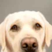 Vet Nurse Reveals 3 Major Signs Your Dog Could Be Depressed This Winter