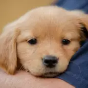 Vet Reveals 5 Dog Breeds He'd Own: Great Danes, Chihuahuas & Surprises