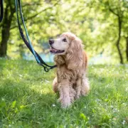 Vet Reveals Exact Daily Dog Walking Times: Puppy to Senior Guide