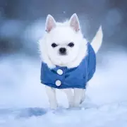 Vet Settles Debate: 6 Dog Breeds That Must Wear Coats in January