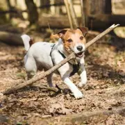 Vet Student's Tragic Warning: Why Fetch With Sticks Can Be Fatal for Dogs