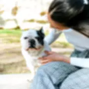 Vets Issue Urgent Cancer Warning for UK Dog Owners as Online Searches Surge