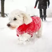 Vet's January warning: The exact temperatures too cold to walk your dog