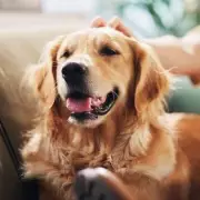 Vet's Top 5 Dog Breeds for Families with Children in the UK