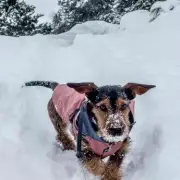 Vet's Urgent Warning: 4 Emergency Cold Symptoms in Dogs During Snow