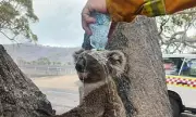 Victoria Bushfires: Firefighter's Koala Rescue Amid 'Worst Since Black Summer'