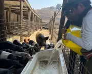 Victorian Bushfires: Community Rallies to Support Farmers and Animals Amid Devastation