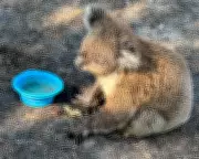 Victoria's Bushfires Push Endangered Species to the Brink as Wildlife Teams Assess Damage