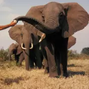 Villagers Knit Giant Jumpers to Protect Rescued Elephants from Indian Winter