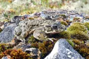 Volunteer 'Toad Patrollers' Save Over 2 Million Amphibians in 50-Year Conservation Effort