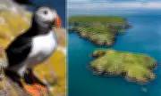 Volunteers Sought for Puffin Census on Remote Welsh Island