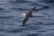 Waved Albatross Spotted Off California Coast in Rare Ornithological Event