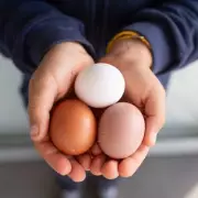 White vs Brown Eggs: Experts Reveal the Only Real Difference