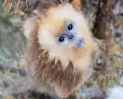 Wildlife Photography Highlights: From Majestic Eagles to Endangered Axolotls