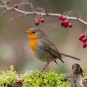 Winter Gardening Task to Attract Robins Back to Your Garden
