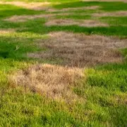 Winter Lawn Care: Stop the 'Epidemic' Pest Causing Spring Bald Patches
