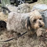 Woman Finds 'Soulmate' Puppy at Essex Dog Shelter in Viral Moment