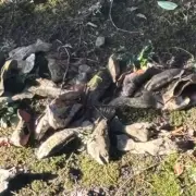 Woman's Dead Fish Alert in Barnsley Park Turns Out to Be Clay Art Installation
