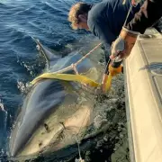 World's Largest Male Great White Shark Returns to Florida Holiday Waters