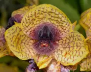 Zombie fungus and fly-arousing orchid among 2025's weird and wonderful new species