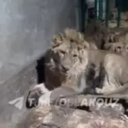 Zookeeper's final words captured on video as lions maul him to death