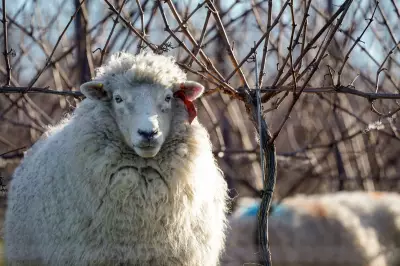 Agricultural Students Jailed for Sadistic Sheep Attack with Fireworks