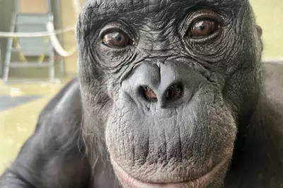 Ape Imagination Revealed: Bonobo Kanzi Demonstrates Pretend Play Ability