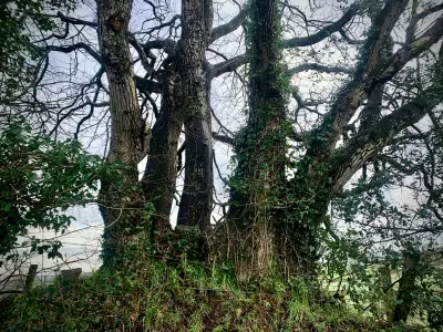 Country Diary: A Tale of Two Oak Trees in the English Countryside