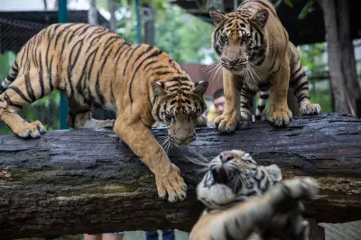 Deadly Virus Outbreak Kills 72 Captive Tigers in Thai Tourist Parks