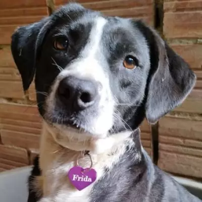 Dog Waits Three Years in Kennels, Overlooked Due to 'Unlovable Face'