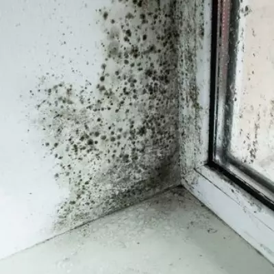 Eliminate Mould in Minutes Using a Simple Kitchen Paper Towel Hack