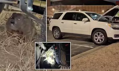 Groundhog Causes $4,900 Damage to Student's Car by Chewing Engine Wires