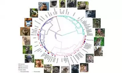 Homosexuality in Primates Evolved as Survival Strategy in Harsh Environments