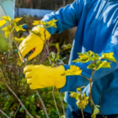 Monty Don's February Pruning Guide: Three Plants to Trim Now for Summer Blooms