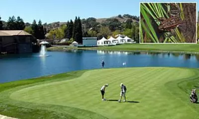 Neglected Pond with Endangered Frog Sparks Property Value Dispute in Exclusive California Community