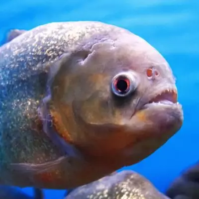 Piranha Attacks Injure Over 40, Force Beach Closure in Argentina