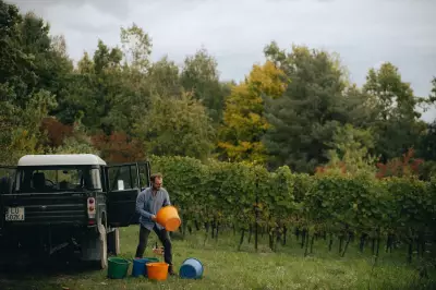 Poland's Wine Renaissance: From Vodka Stereotypes to Global Acclaim