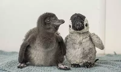 Rare Fairy Penguin Chick Finds Comfort in Fluffy Toy at Dorset Aquarium