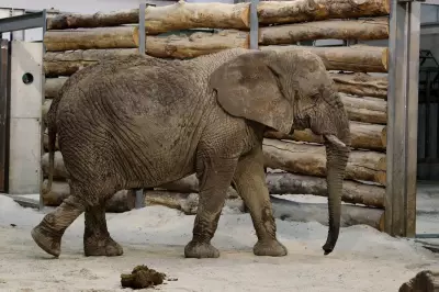 Scotland's Sole African Elephant Mondula Dies Aged 54 at Safari Park