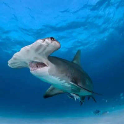 Surfer's Terrifying Hammerhead Shark Attack Caught on Camera in Rare Encounter